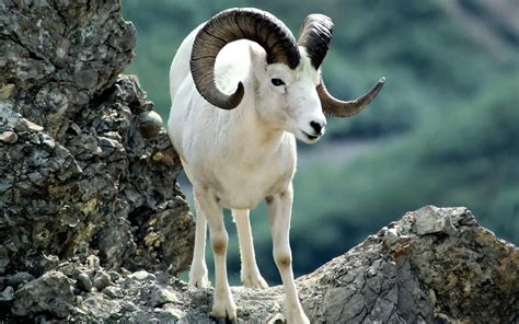  Argali! Odkryj magiczne piękno dzikich owiec górski z rogami, które mogłyby dorównać legendarnym rogom Dedala!