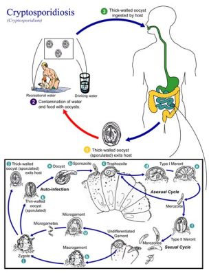 Cryptosporidium - Mikroskopowe pasożyty o niezwykłej odporności i niesamowitym cyklu życia!
