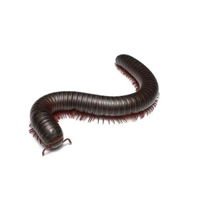  Giant Millipede: Discover Its Wondrous World of Thousands of Legs While Unearthing Secrets Hidden Beneath the Forest Floor!