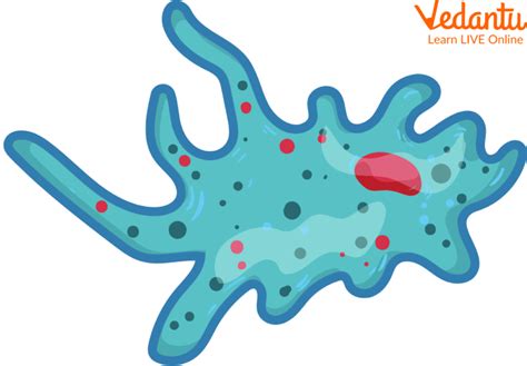  Jprovision Amoeba: Can You Imagine an Amoeba that Lives Inside Another Animal?