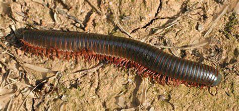  Millipede: A Wonderfully Strange Creature With Thousands Of Legs That Can Curl Up Into An Intimidating Ball When Threatened!