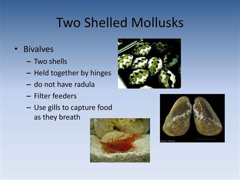 Petriella! Two-shelled wonders with a penchant for playful filter feeding