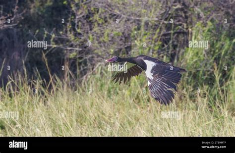  Upland Goose! A Majestic Bird With Striking Black And White Feathers That Soars Through Open Skies