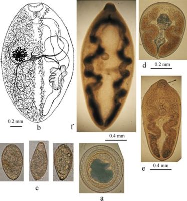  Urogonimus Heterotremus - Fluke z Przewodu Żółciowego i Mimo Owoców Żyje!