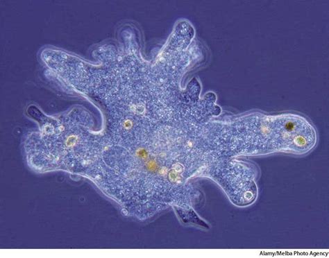  Xanthamoeba! An Enigmatic Amoeba that Devours Bacteria for Breakfast