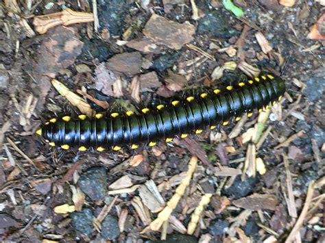  Yellow-Spotted Millipede: Discover the Wonders of a Multi-Legged Creature That Crawls Through Leaf Litter!