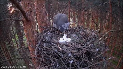  Zoomastigophora – Mały Drapieżnik z Czołem Unikalnych Wici!