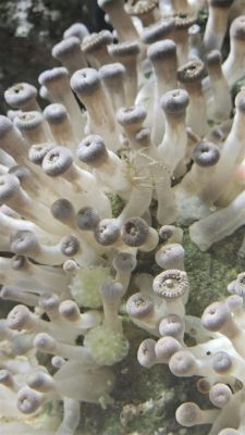  Aiptasia!  Amazingly Colorful Coral Polyp Known For Its Incredible Ability To Regenerate