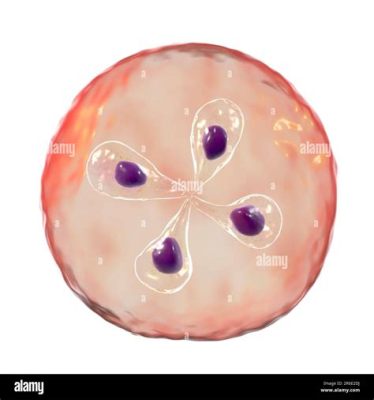  Babesia - To niezwykły pasożyt krwi czy może krwiopijca bez kłów?