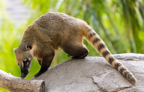  Coati - Zwierzę o Pstrokatym Futerku i Niezwykle Ruchliwym Charakterze!