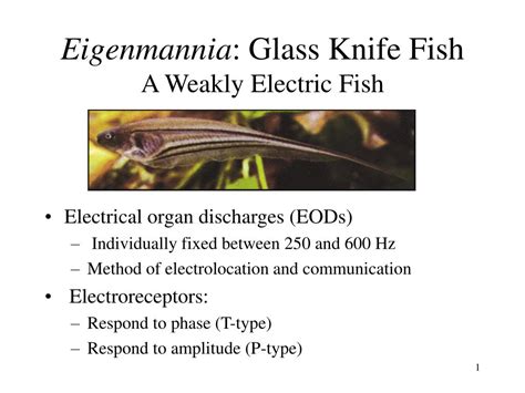  Eigenmannia! A Mysterious Fish With Electric Powers That Can Make Your Hair Stand on End