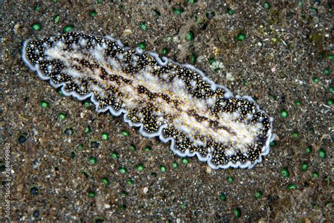  Free-living Flatworm - A Tiny Predator Hiding in Plain Sight!