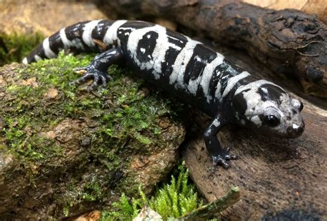  Marbled Salamander:  A Tiny Speckle-Backed Creature That Masters Both Land and Water With Equal Grace!