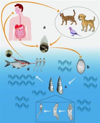  Metagonimus Yokogawai: A Master of Disguise Lurking in Raw Fish Dishes!