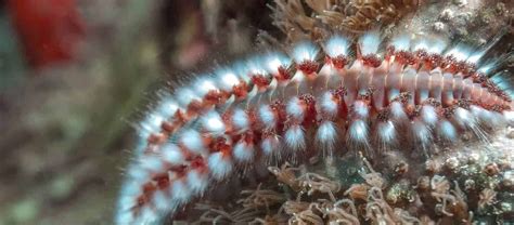 Milne's bristle worm: A creature that burrows like a champion but parades around with flamboyant plumage!