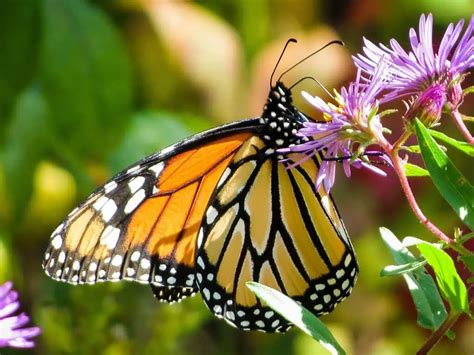  Motyl! Mały Cud Natury z Złożonymi Skrzydłami i Pięknym Ubarwieniem