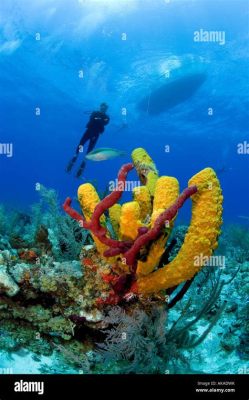  Question Mark Sponge: A Colorful Enigma Living Among Rocky Reefs! 